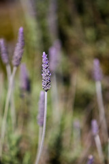 Fototapeta premium Lavender (Lavandula dentata)