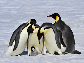 Fototapeta na wymiar Emperor Penguins with chick