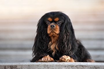black cavalier king charles spaniel dog lying down