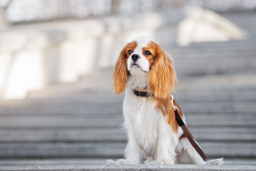 blenheim cavalier king charles spaniel puppy © otsphoto