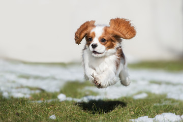 happy cavalier king charles spaniel puppy
