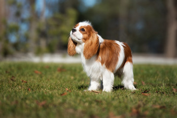 adorable cavalier king charles spaniel puppy standing outdoors