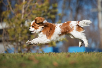 happy puppy jumping outdoors in spring