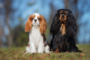 two cavalier king charles spaniel dogs sitting outdoors