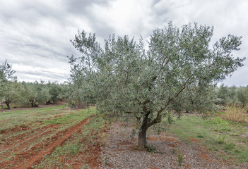 Fototapeta premium Olive tree field in Istria, Croatia