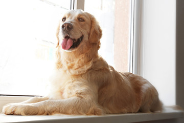 Golden retriever lying on the window at home