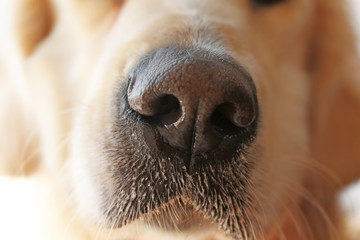 Nose of golden retriever, close up