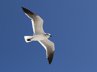 Laughing Gull (Larus atricilla)