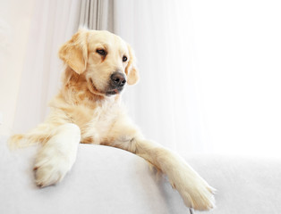 Golden retriever sitting on a sofa at home