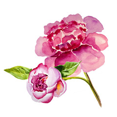 Red, pink peony watercolor