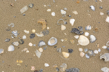 Fototapeta na wymiar Sea Shells on a Sandy Beach