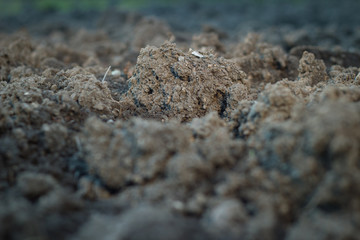 Soil is a natural clay minerals are naturally many species suita