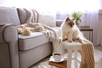 Color-point cat with scarf sitting on white chair in living room