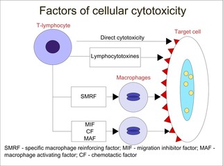 Factors of cellular cytotoxicity - obrazy, fototapety, plakaty