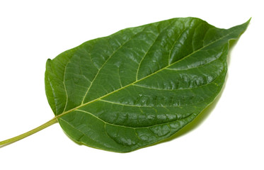 Fototapeta na wymiar Spring leaf isolated on white