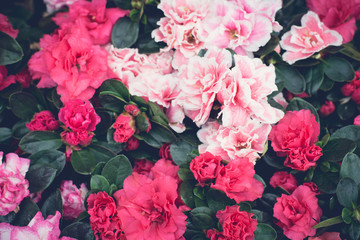 Vintage Floral background, red and pink flowers