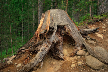 A huge old tree stump with bare roots nestled on a clayey stony slope in the dark woods.