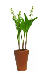 Papier Peint photo Muguet Pot de muguets