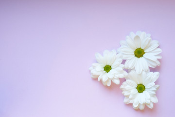 white daisies on light lilly background
