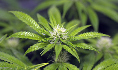 Marijuana bloom and leafs