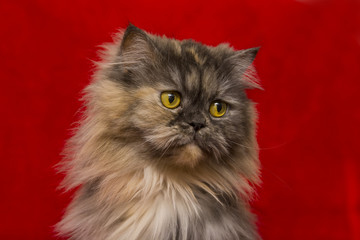 Fototapeta premium Grey Persian cat on red background 