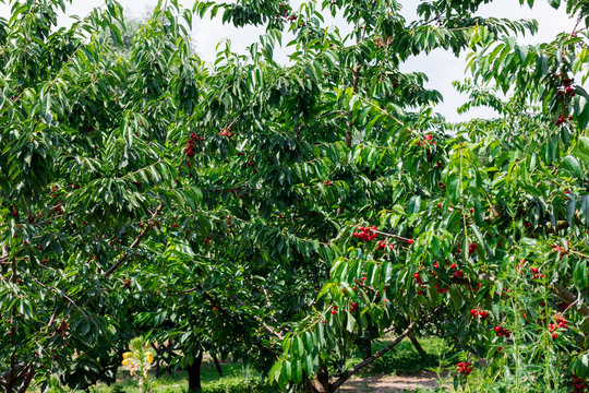 viele rote reife Kirschen an einem Baum