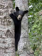 Black Bear Cub Climbing Tree © dssimages