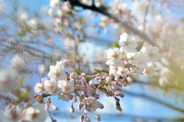 Obraz premium Flowering Japanese cherry - Sakura.