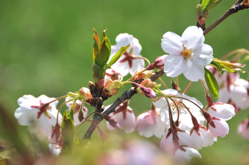 Flowering Japanese cherry - Sakura.