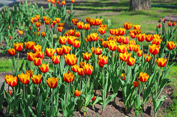 A bed of beautiful spring tulips