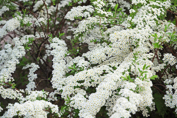 Shrub with many white flowers