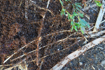 Colony of red ants small