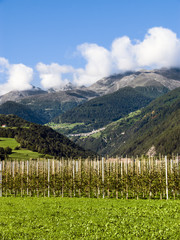 Fototapeta na wymiar Junge Apfelplantage im Vinschgau