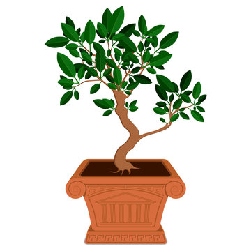 Little bonsai tree in brown pot