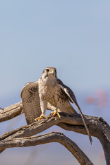 Prairie Falcon