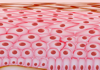 Skin Cells, Layers - Vector Illustration