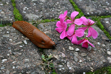 nacktschnecke blume