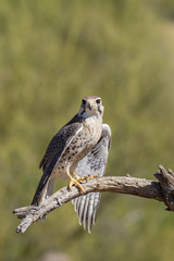 Prairie Falcon