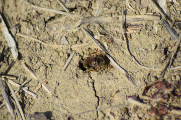Andrena bee at the entrance to its nest