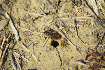 Andrena bee at the entrance to its nest