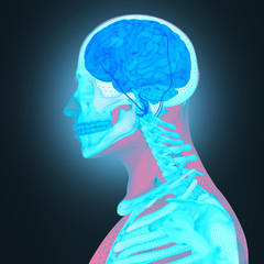 Human anatomy brain. Vibrant color.
