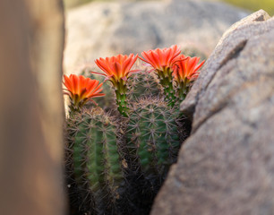 Beautiful blooming wild desert cactus flower