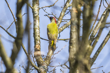 Obraz premium Grünspecht (Picus viridis)
