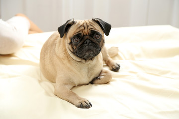 Pug dog in bed
