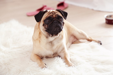 Pug dog lying on carpet