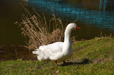 White geese near river