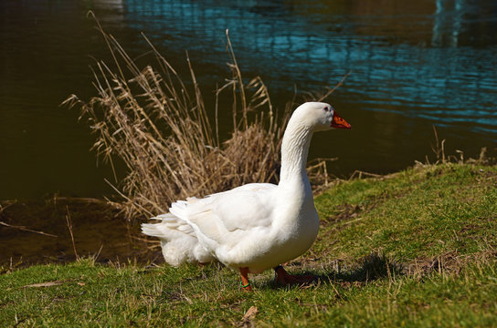 White geese near river