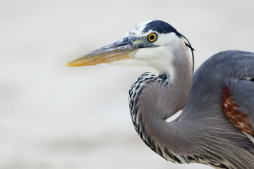 Great Blue Heron head and shoulders