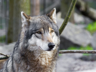 Gray wolf portrait