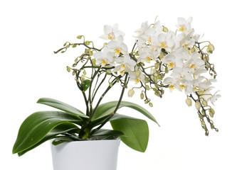 white orchids in pot